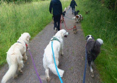 labradorer på promenad