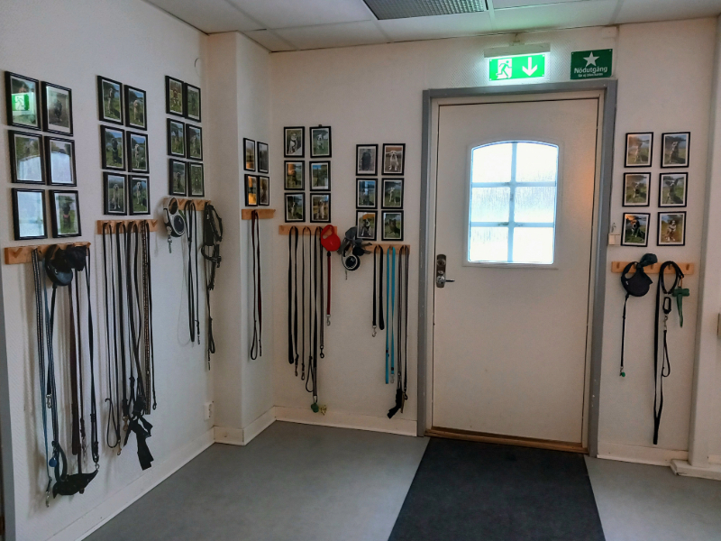 Entrén till Mjuka Tassar hunddagis i Helsingborg