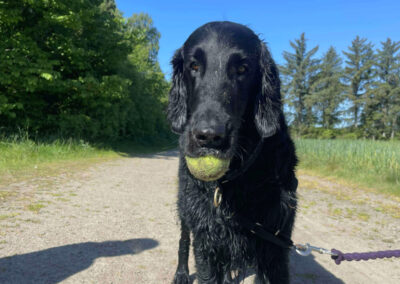 Flatcoated retriever med boll i munnen